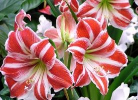 Amaryllis 