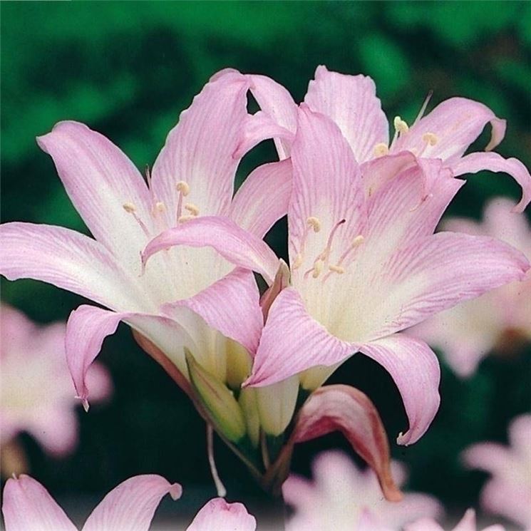 Irrigazione amaryllis