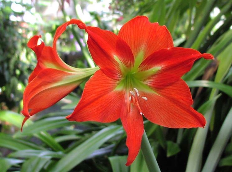 amaryllis