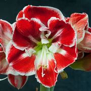 amaryllis