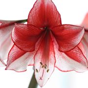 amaryllis fiore