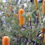 banksia