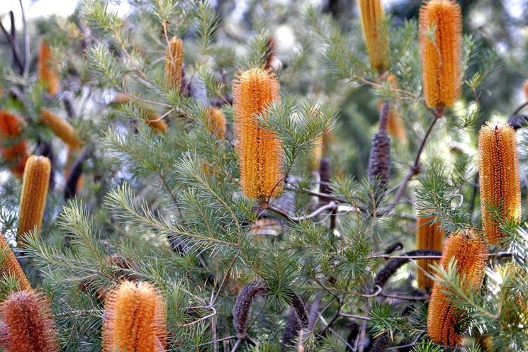 banksia