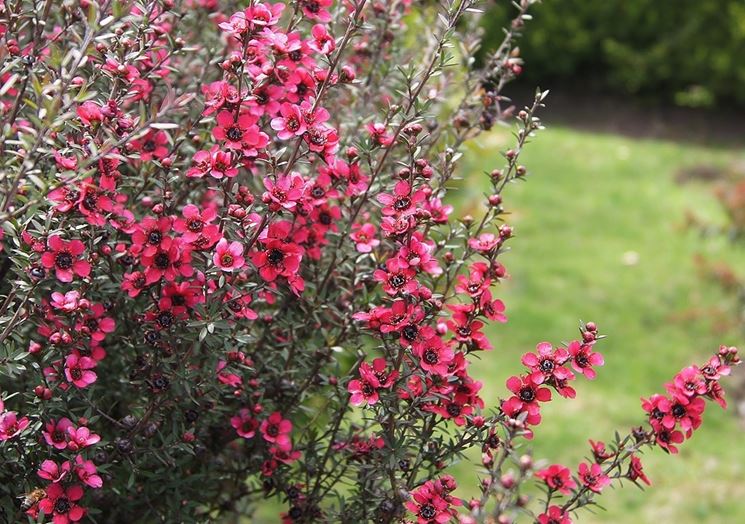 leptospermum scoparium