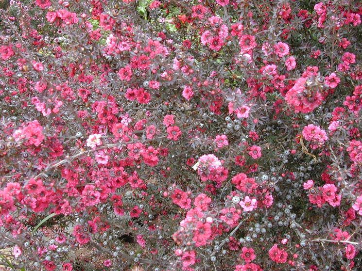 leptospermum scoparium rosa