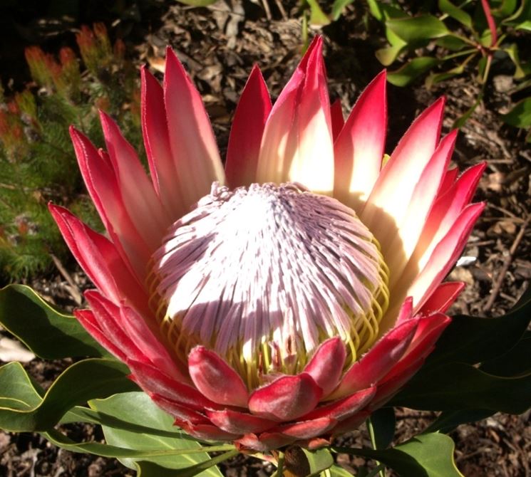 Proteaceae