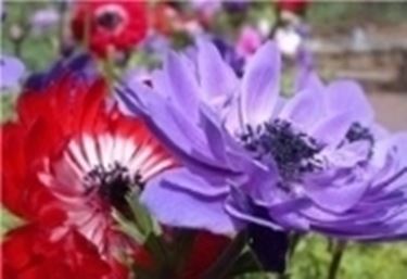 anemone coronaria