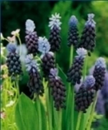 muscari