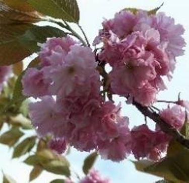 fiori di prunus mume