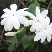 jasminum nudiflorum