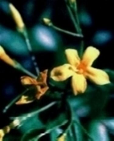 jasminum floridum