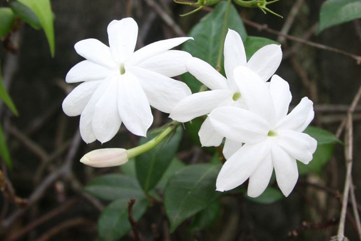 jasminum nudiflorum