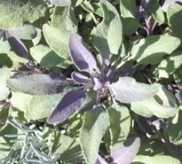 salvia officinali