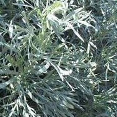 artemisia arborescens