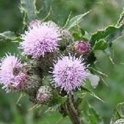 erbacee cirsium