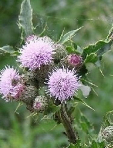 erbacee cirsium