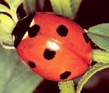 Coccinella septempunctata