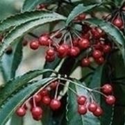 ardisia