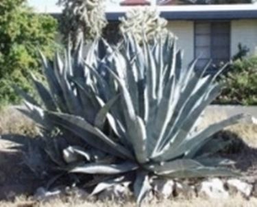 agave