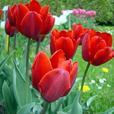 tulipani coleur cardinal