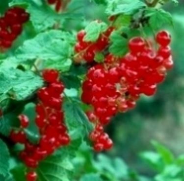 piccoli frutti