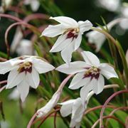 acidanthera bicolor