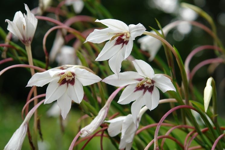 acidanthera bicolor