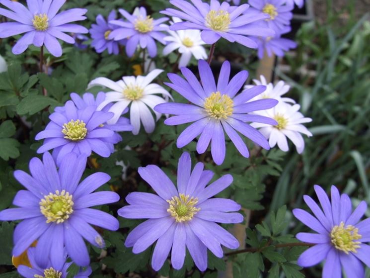 anemone blanda