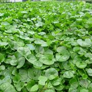 dichondra repens