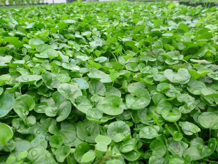 dichondra repens