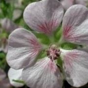 Anisodontea hypomandarum