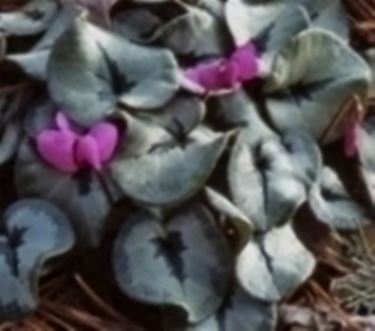 cyclamen coum