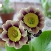 primula auricula