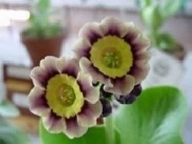 primula auricula