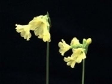 primula alpicola