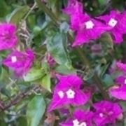 bougainville