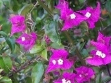 bougainville