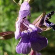 salvia chamedrioides