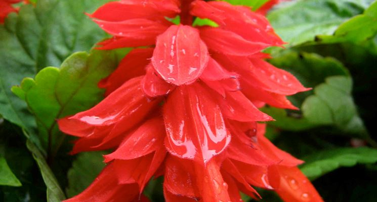 Salvia splendens