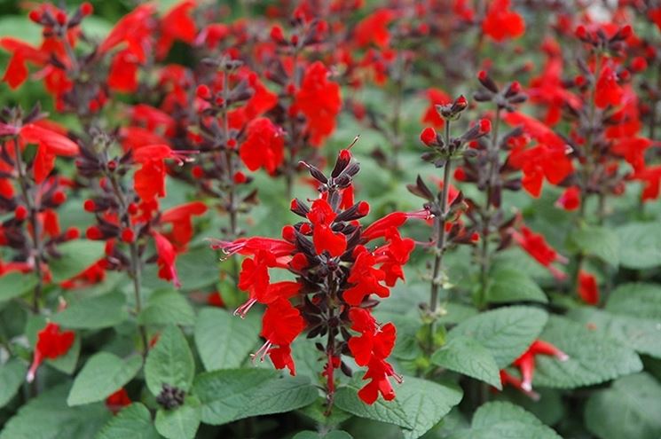 Salvia coccinea