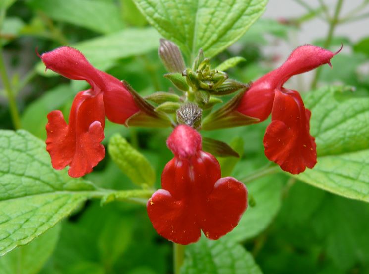 Salvia microphylla