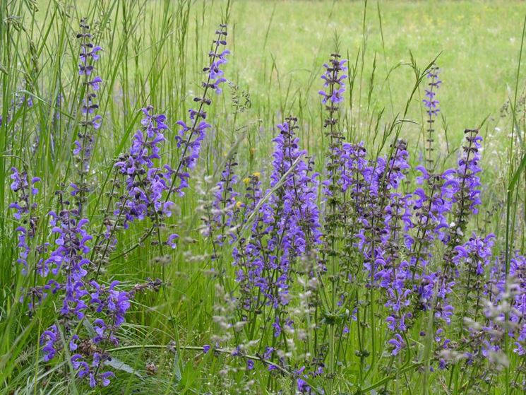 Salvia pratensis