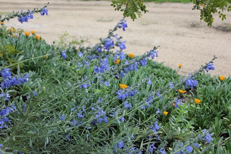 Salvia azurea