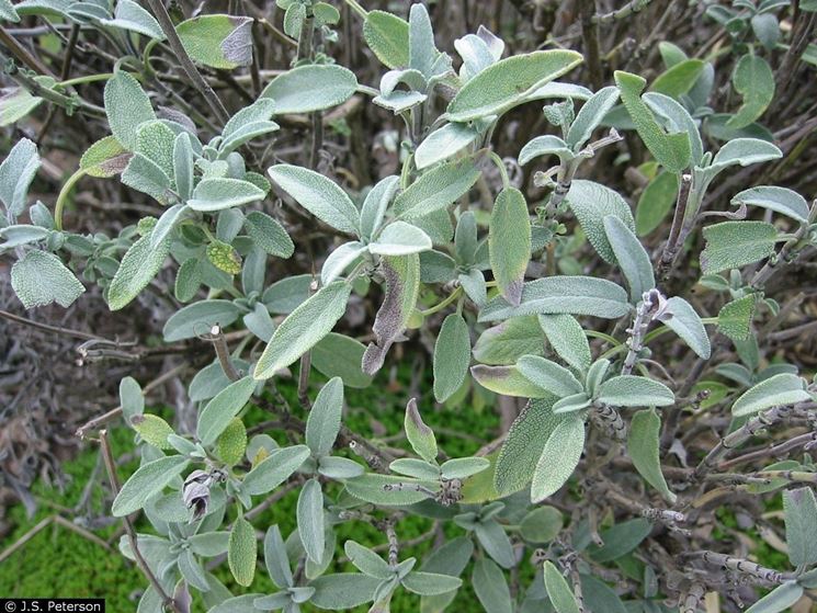 Potatura salvia