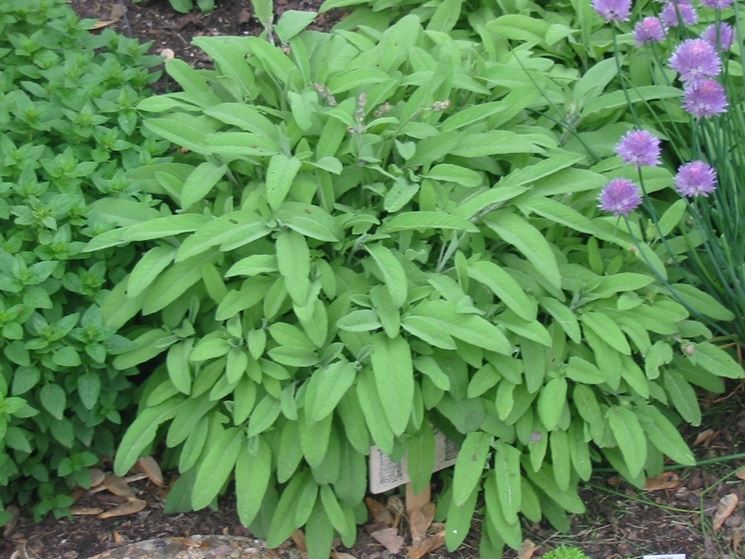 Salvia officinalis