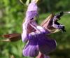 salvia chamedrioides