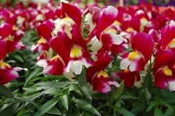 antirrhinum