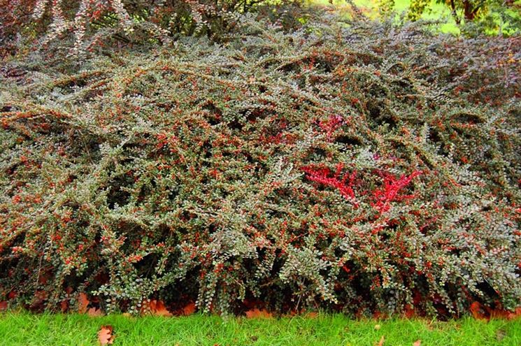 cotoneaster bacche