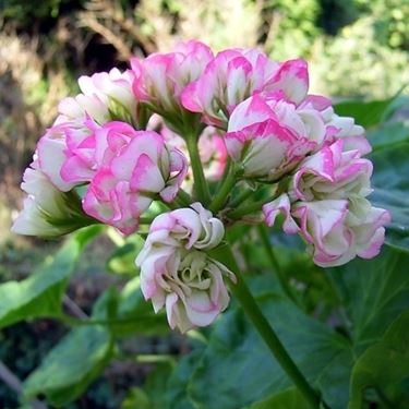 pelargonium grandiflorum