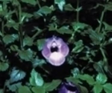 torenia